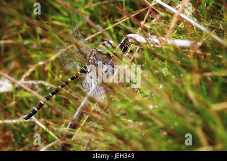 Golden-inanellati dragonfly (Cordulegaster boltonii) - la più lunga del britannico di libellule, in agguato, UK wildlife, West Yorkshire Foto Stock