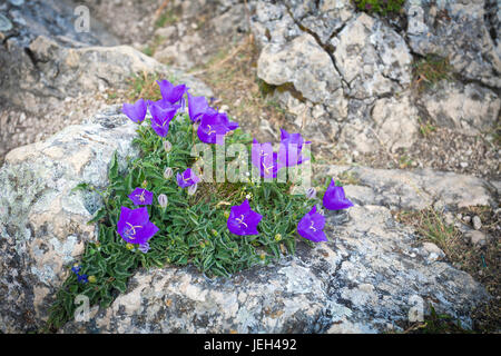 Viola fiori a campana su roccia Foto Stock