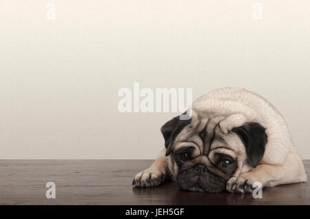 Carino piccolo pietoso triste pug cucciolo di cane, sdraiato sul pavimento in legno Foto Stock