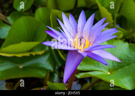 Viola giglio di acqua con bee Foto Stock