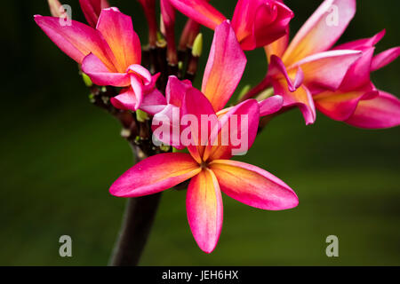 Close-up di rosa fiori di plumeria; Maui, Hawaii, Stati Uniti d'America Foto Stock