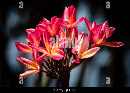 Close-up di rosa fiori di plumeria; Maui, Hawaii, Stati Uniti d'America Foto Stock