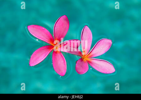 Close-up di rosa fiori di plumeria in acqua; Maui, Hawaii, Stati Uniti d'America Foto Stock