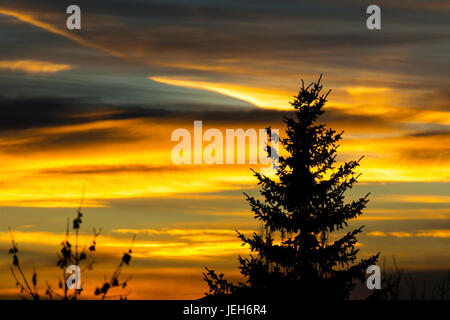 Silhouette di un albero sempreverde con colorati drammatico il cielo al tramonto; Calgary, Alberta, Canada Foto Stock