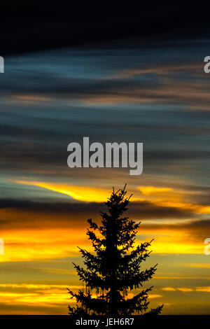 Silhouette di un albero sempreverde con colorati drammatico il cielo al tramonto; Calgary, Alberta, Canada Foto Stock