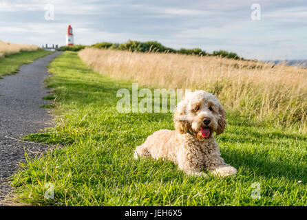 Una bionda cockapoo siede sul prato accanto a un percorso che conduce a Souter Faro; South Shields, Tyne and Wear, Inghilterra Foto Stock