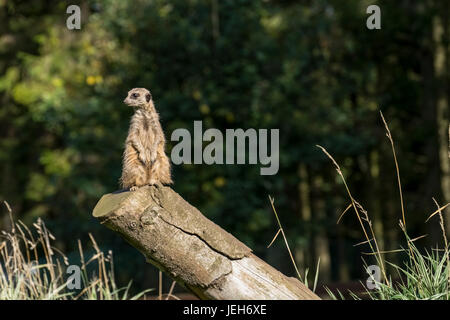 Un meerkat (Suricata suricatta) siede vigile e allerta su un registro; North Yorkshire, Inghilterra Foto Stock