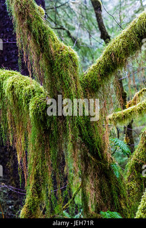 Selaginella Club Il muschio cresce nella foresta di pioggia; Cannon Beach, Oregon, Stati Uniti d'America Foto Stock