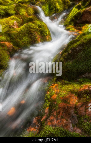 Un brillante sole di primavera mette in evidenza la barilatura acqua bianco e verde e lussureggiante muschi su Big Brook, Kelly's Mountain; Cape Breton, Nova Scotia, Canada Foto Stock