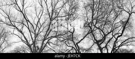 Silhouette di alberi sfrondato contro un bianco, cielo nuvoloso; Alberta, Canada Foto Stock