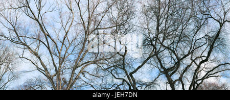 Silhouette di alberi sfrondato contro un cielo blu con nuvole; Alberta, Canada Foto Stock