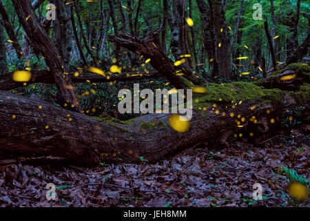 Magica lucciole in estate a incantata forest fairy Foto Stock