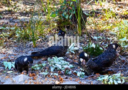 Carnaby's Cacatua mangiare gumnuts dal pavimento Foto Stock