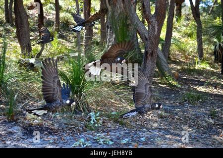 Gregge di Carnaby's black cacatua battenti Foto Stock