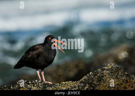 Un Americano nero (Oystercatcher Haematopus bachmani) vocalizes su Oregon Coast; Newport, Oregon, Stati Uniti d'America Foto Stock