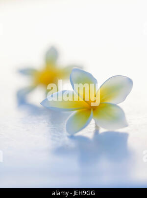 Close-up di due belle giallo Plumeria fiori (Apocynaceae) in soft focus; Honolulu Oahu, Hawaii, Stati Uniti d'America Foto Stock