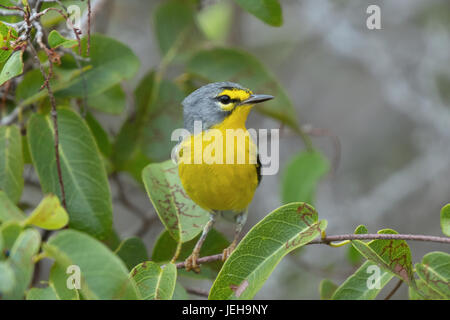 Adelaide il trillo (Dendroica adelaidae), Puerto Rico Foto Stock