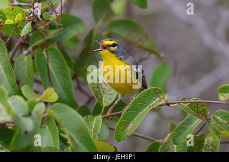 Adelaide il trillo (Dendroica adelaidae), Puerto Rico Foto Stock