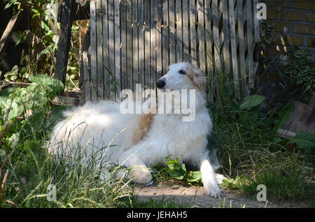 Cane a riposo in un giardino ombreggiato. Foto Stock