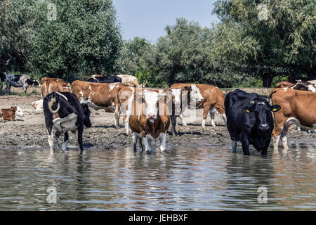 Il Danubio, la Serbia - mandria di mucche raffreddandosi nel fiume Foto Stock