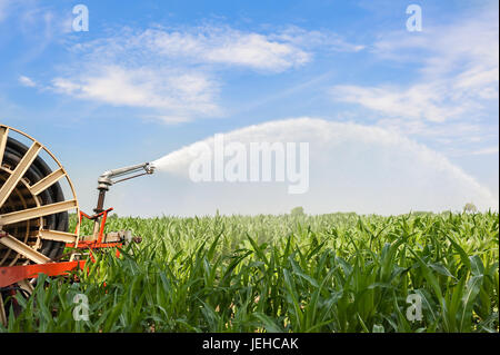 Attrezzatura agricola. Attrezzature per pompare acqua sul campo di grano.soffione di erogazione dell'acqua Foto Stock