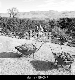 In Lesotho africa la carriola in prossimità di impianti e cactus come concetto Natura Foto Stock