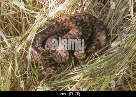 Due sommatori (Vipera berus) avvolto a spirale insieme Foto Stock