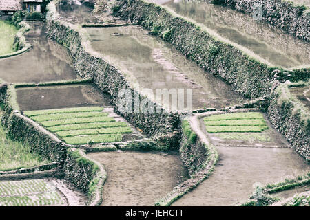 La sfocatura nelle Filippine terrazza campo per coultivation di riso di Banaue sito UNESCO Foto Stock