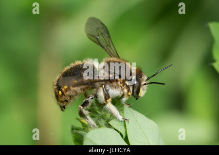 Close-up di una lana carda-bee (Anthidium manicatum) Foto Stock