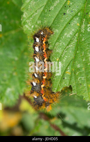 Nodo erba moth caterpillar (Acronicta rumicis larva) Foto Stock