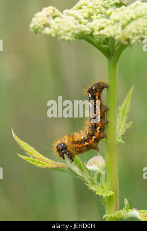 Nodo erba moth caterpillar (Acronicta rumicis larva) Foto Stock