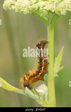 Nodo erba moth caterpillar (Acronicta rumicis larva) Foto Stock