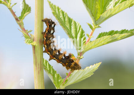 Nodo erba moth caterpillar (Acronicta rumicis larva) Foto Stock