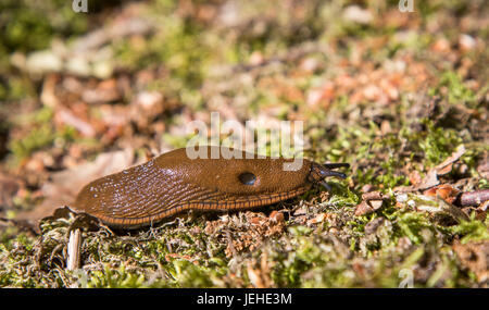 Arion vulgaris, Iberia lumaca rendendo i problemi nei giardini Foto Stock