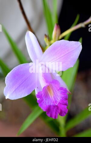 Una bella orchidea di bambù (Arundina graminifolia) In macro shot in Belize Foto Stock