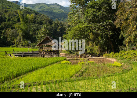Kamu Lodge e campi di riso; Ban Gnoyhai, Laos Foto Stock