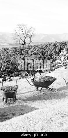 In Lesotho africa la carriola in prossimità di impianti e cactus come concetto Natura Foto Stock