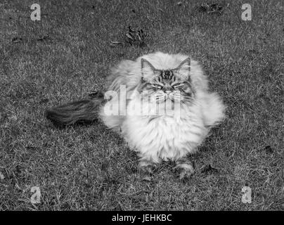 Pedigree gatto Ragdoll seduti all'aperto su un prato guardando fino alla telecamera sorridente pet Foto Stock