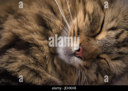 Close up Sleeping Tabby Cat ritratto Foto Stock