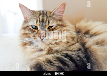 Capelli lunghi Sleepy Tabby Cat guardando il ritratto della fotocamera Foto Stock