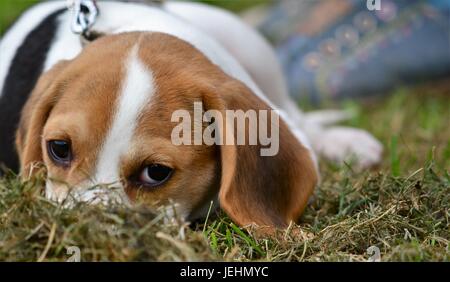 Il cane si rilassa durante il cane locale mostra al 2017 Banbury & District Show, Foto Stock