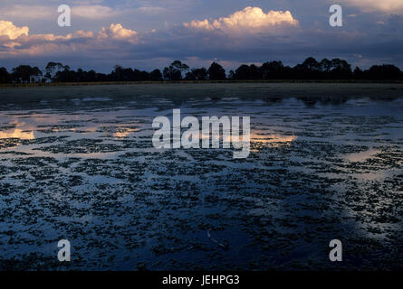 Stagno di picnic, St Marks National Wildlife Refuge, Florida Foto Stock