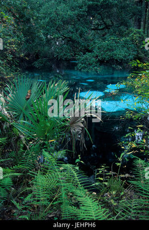 La felce amaca Molle, Molle di ginepro Recreation Area, Ocala National Forest, Florida Foto Stock