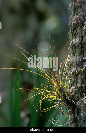 Airplant sul tronco di Palm sul sentiero natura al pontile, Myakka River State Park, Florida Foto Stock