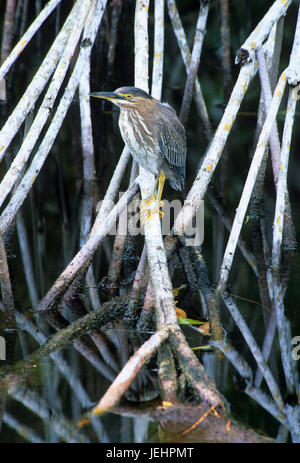 Verde-backed heron, GV Ding Darling National Wildlife Refuge, Florida Foto Stock