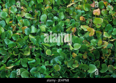 Lago di lattuga piante, cavatappi santuario di palude, Florida Foto Stock