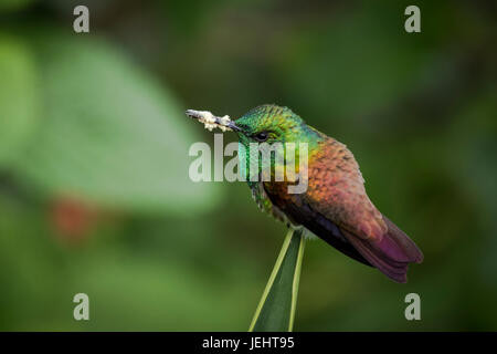 Snowy-panciuto hummingbird immagine con sfondo verde presi in Panama Foto Stock