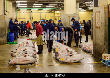 Asta del tonno presso il Mercato del Pesce di Tsukiji Foto Stock