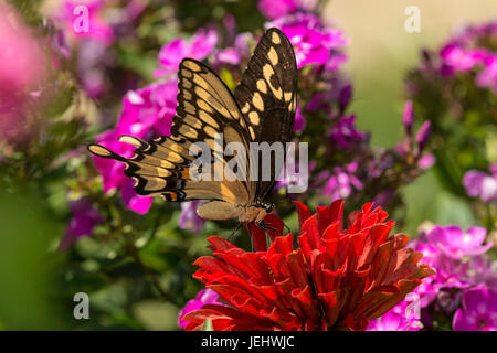 A coda di rondine gigante pesche noci su red Zinnia. Foto Stock