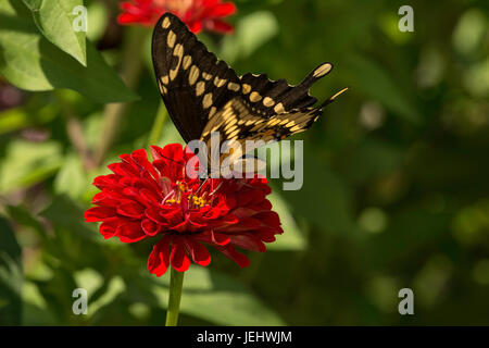 A coda di rondine gigante pesche noci su red Zinnia. Foto Stock